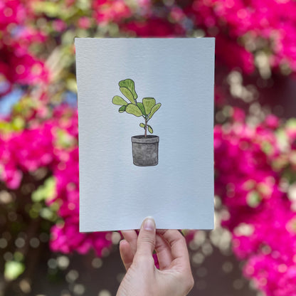 Fiddle Leaf Fig