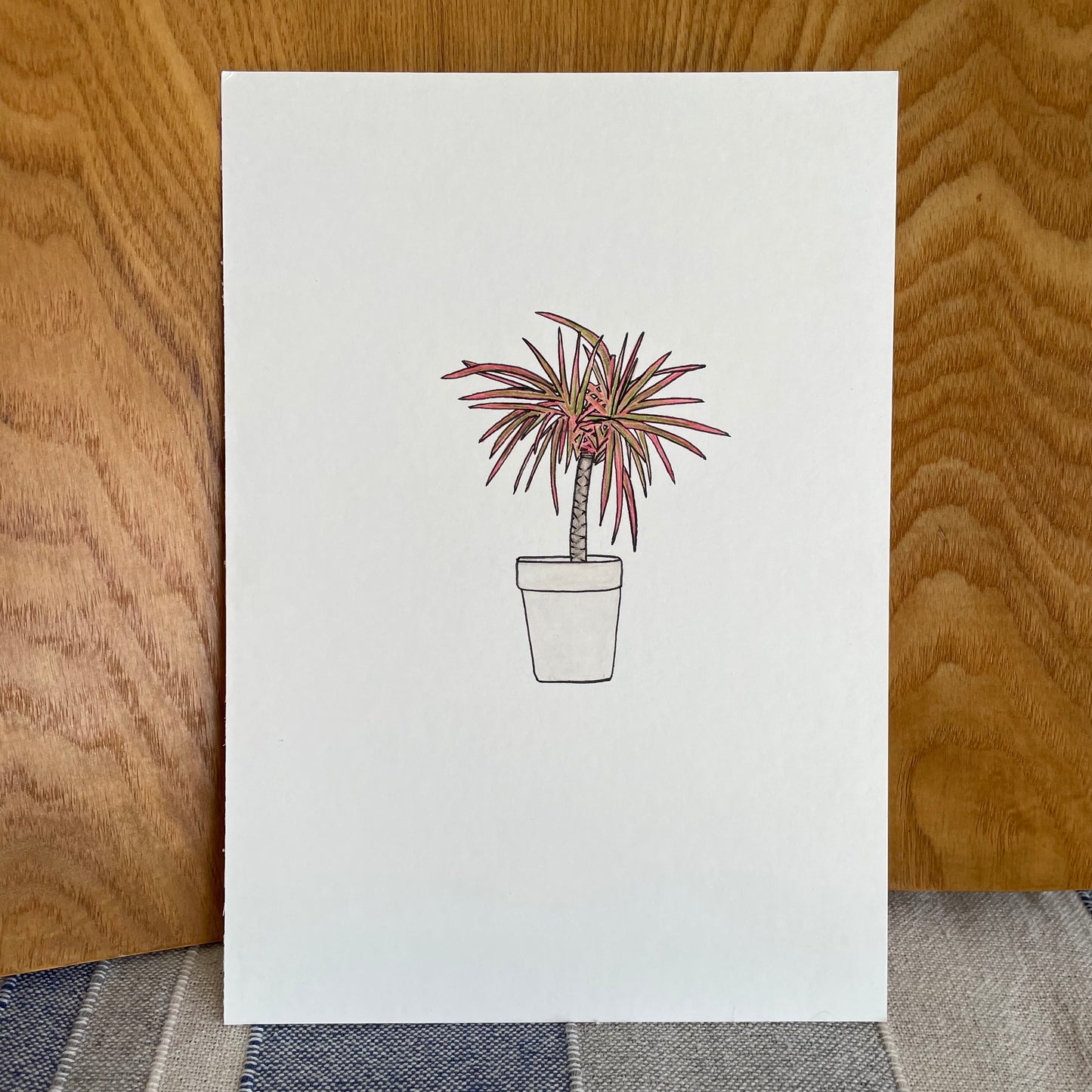 Dracaena